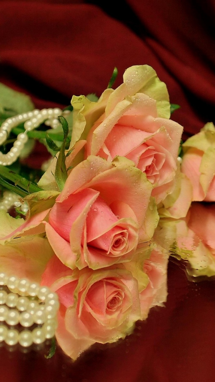 Обои Роза, жемчужина, сад роз, лепесток, срезанные цветы в разрешении 720x1280