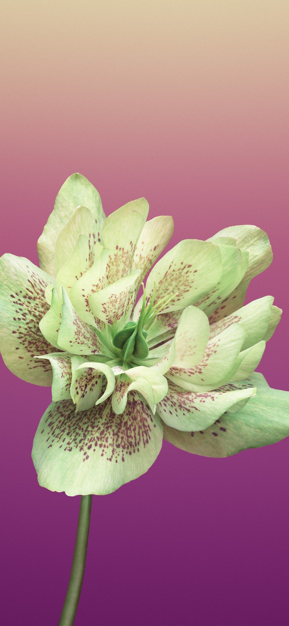 Обои айпад, apple, iOS 11, яблоко, ios в разрешении 1125x2436