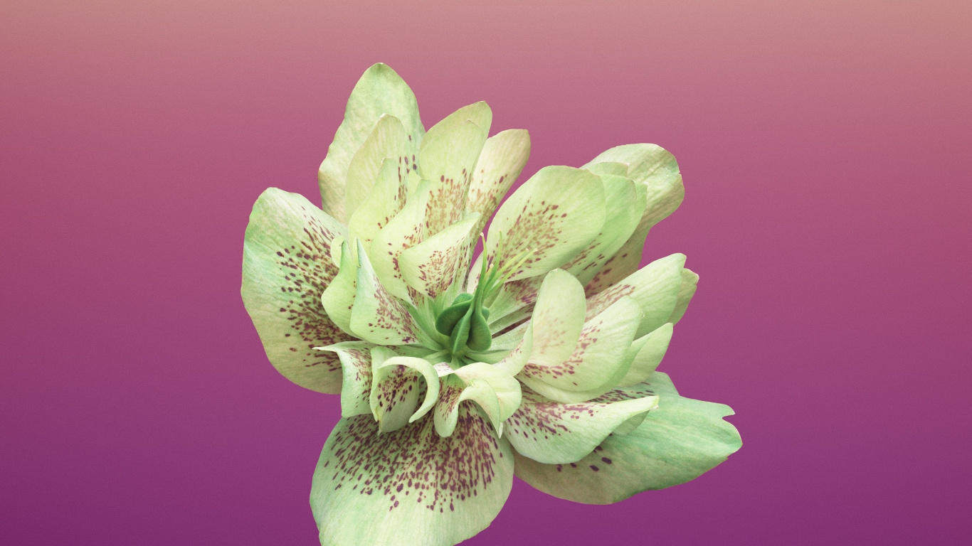 Обои айпад, apple, iOS 11, яблоко, ios в разрешении 1366x768