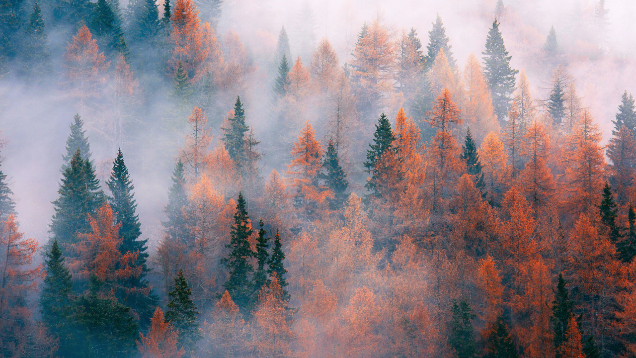 Обои дерево, лес, пожар, туман, атмосфера в разрешении 1280x720