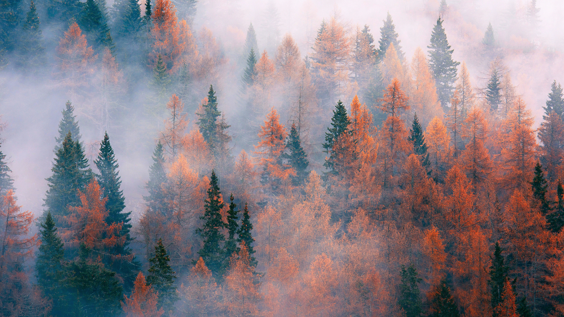 Обои дерево, лес, пожар, туман, атмосфера в разрешении 1920x1080
