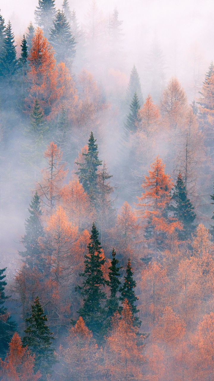 Обои дерево, лес, пожар, туман, атмосфера в разрешении 720x1280