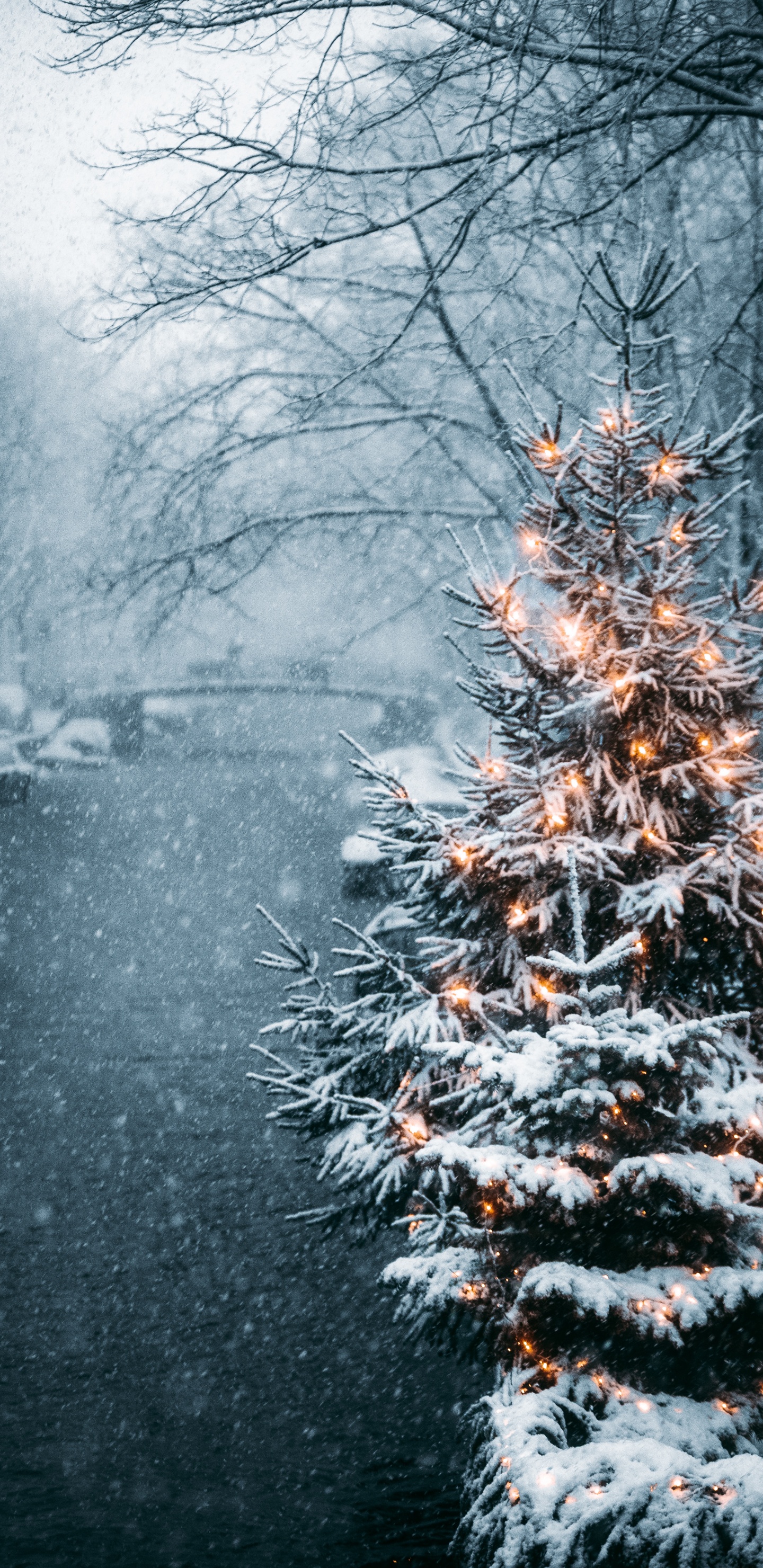 Обои Новый год, зима, природа, природный ландшафт, ветвь в разрешении 1440x2960