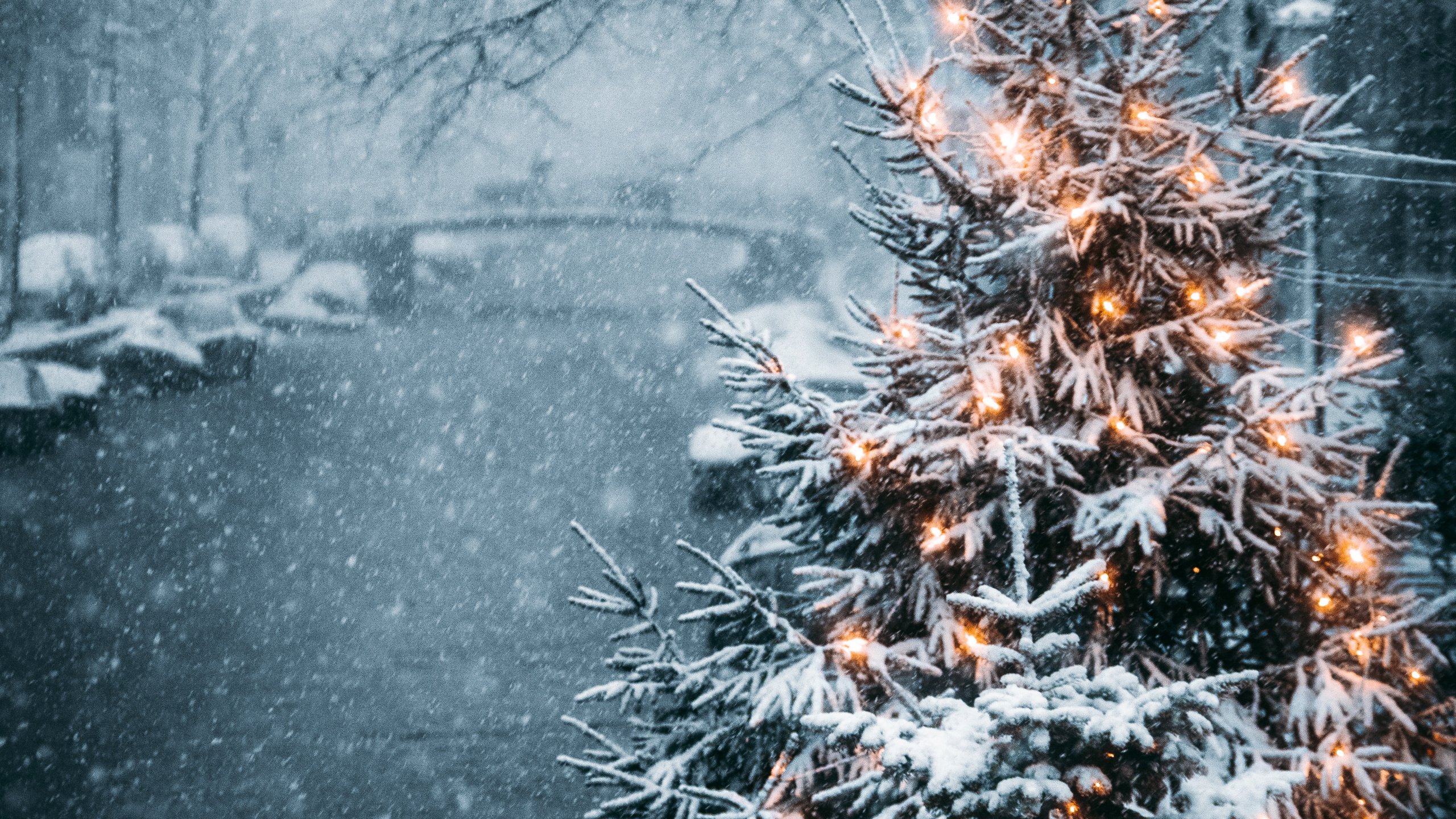 Обои Новый год, зима, природа, природный ландшафт, ветвь в разрешении 2560x1440