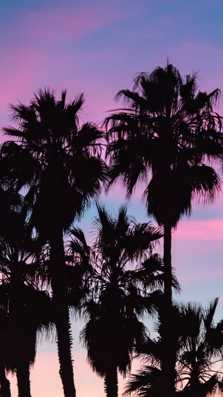 Обои закат, дерево, Пальма, древесные растения, музыка в разрешении 720x1280