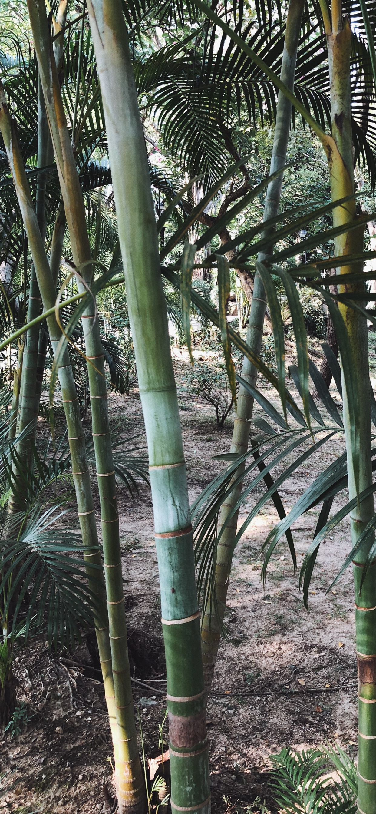 Обои растительность, стебель растения, Масло пальмы, природа, ветвь в разрешении 1242x2688