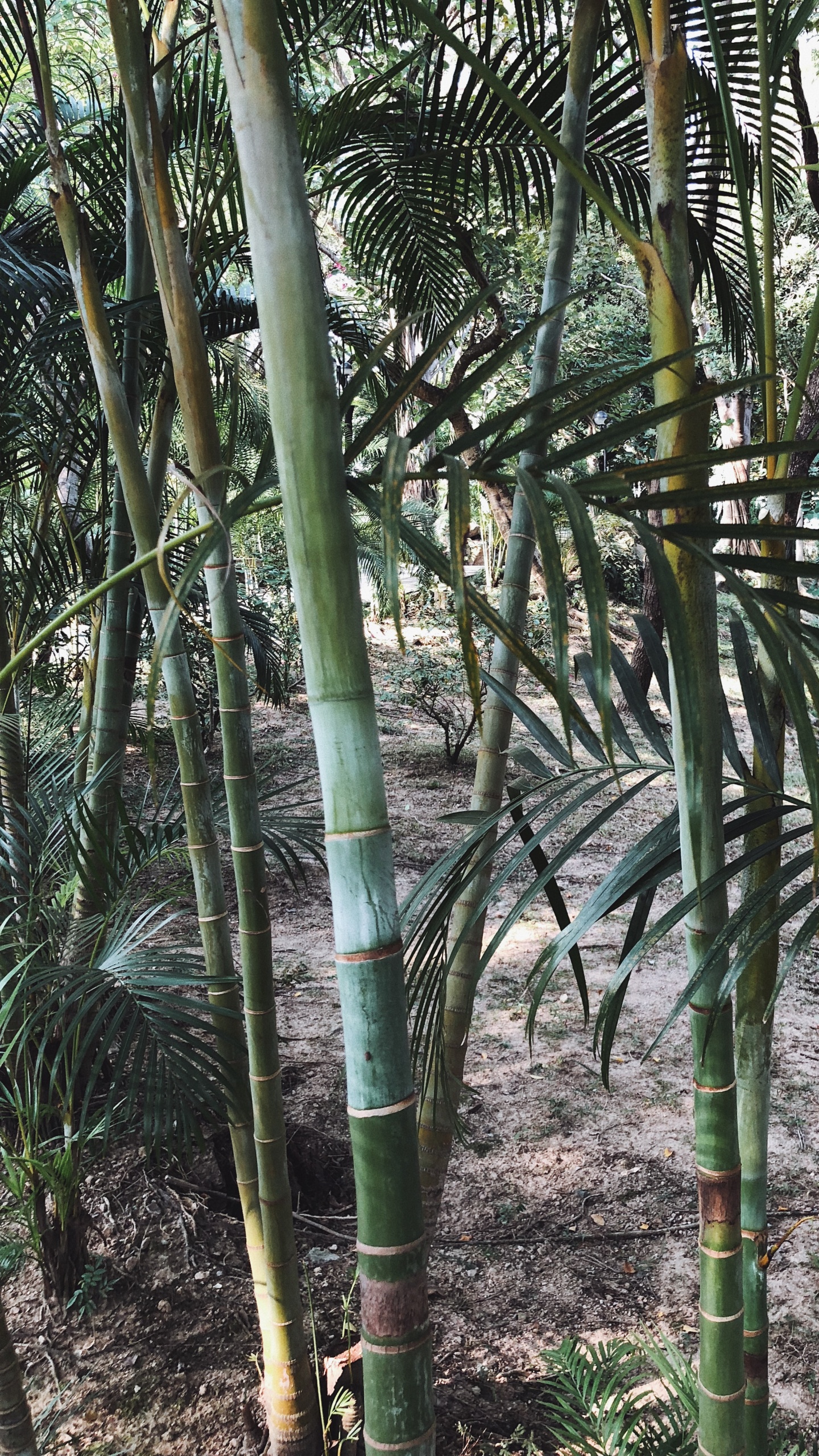 Обои растительность, стебель растения, Масло пальмы, природа, ветвь в разрешении 1440x2560