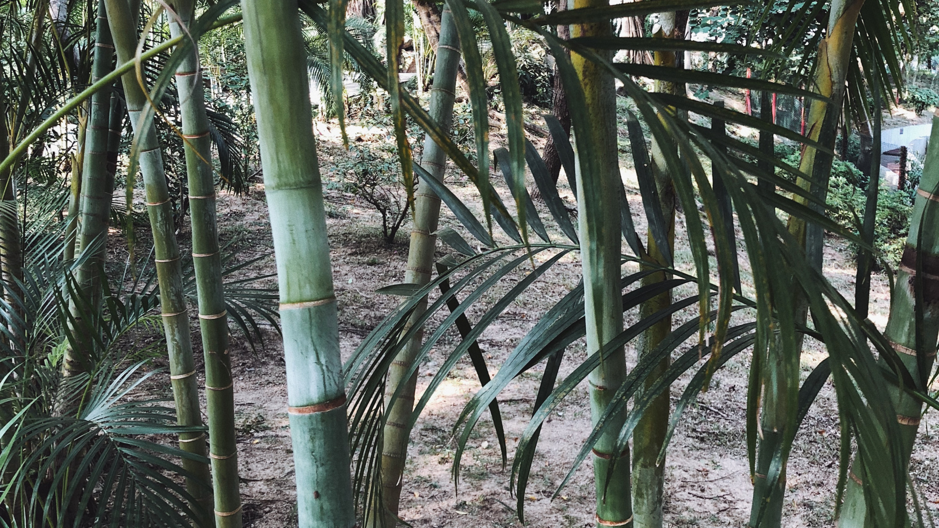 Обои растительность, стебель растения, Масло пальмы, природа, ветвь в разрешении 1920x1080