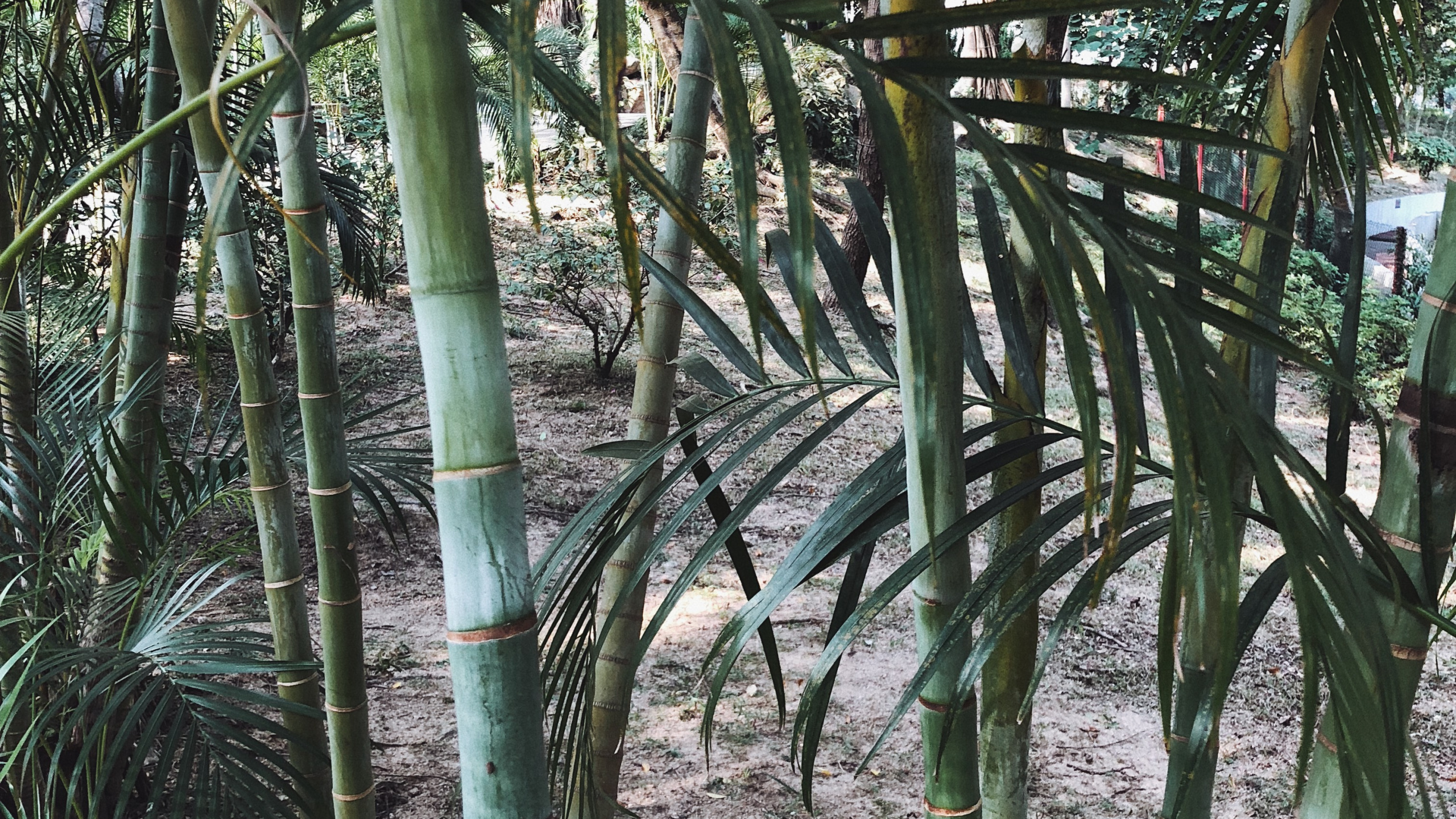 Обои растительность, стебель растения, Масло пальмы, природа, ветвь в разрешении 2560x1440