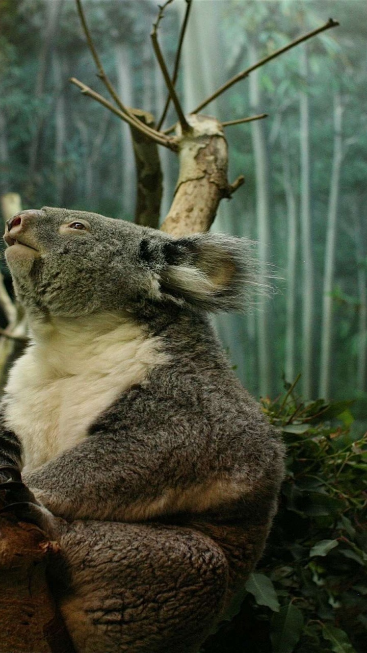 Обои Коала, живая природа, наземные животные, дерево, ветвь в разрешении 720x1280