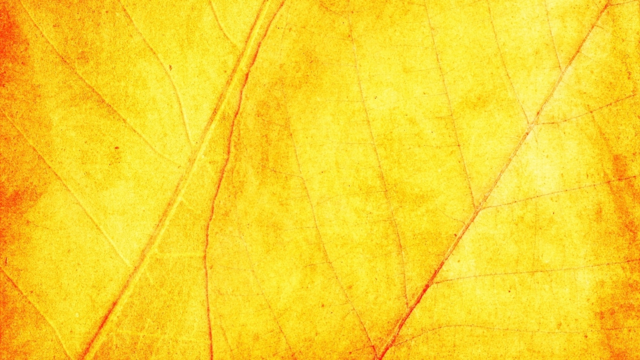 Обои текстура, желтый, лист, кленовый лист, осень в разрешении 1280x720