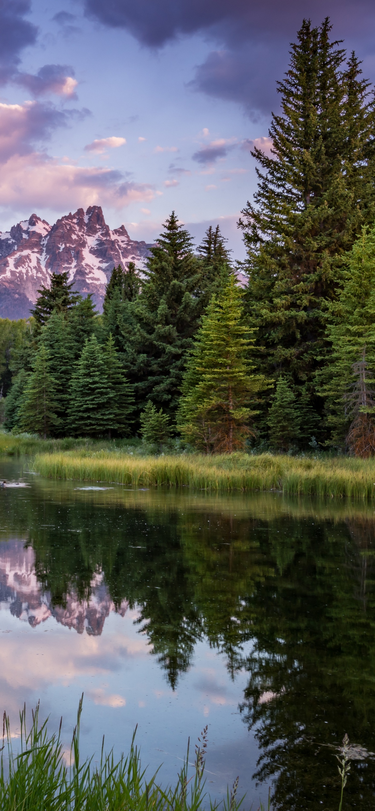 Обои отражение, природа, вода, облако, растение в разрешении 1242x2688