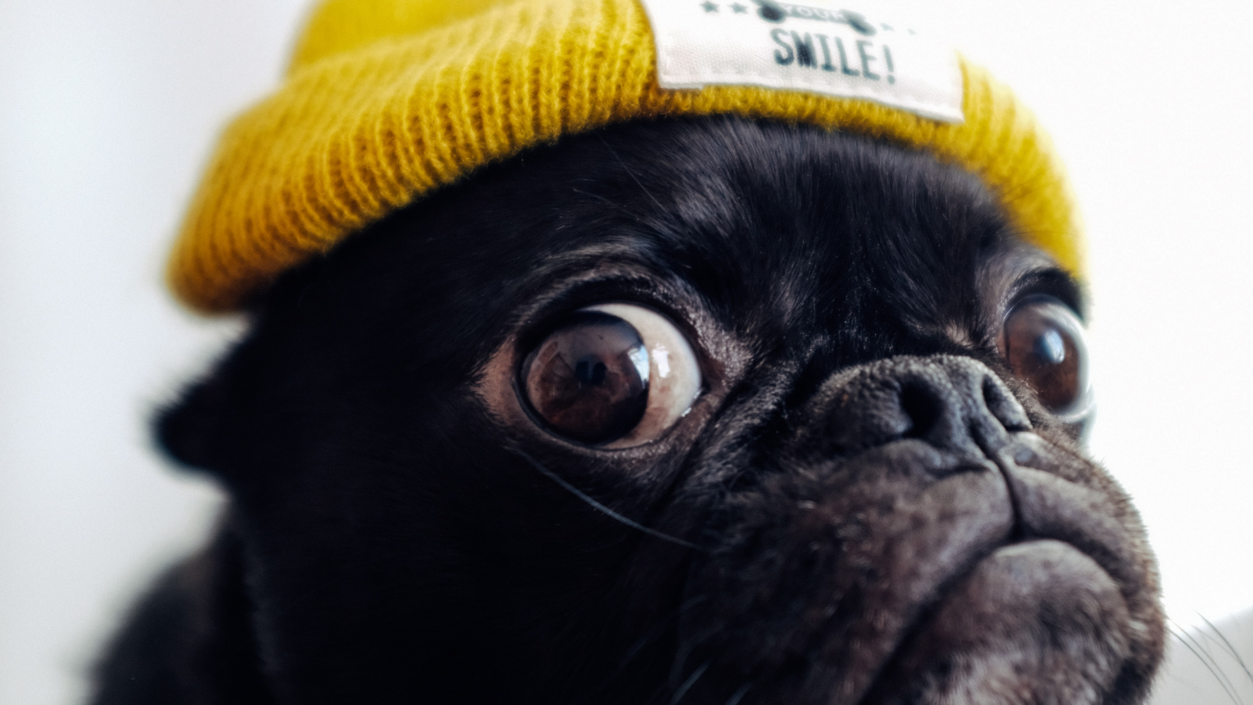 Обои мопс, щенок, пес, Псовые, желтый в разрешении 2560x1440