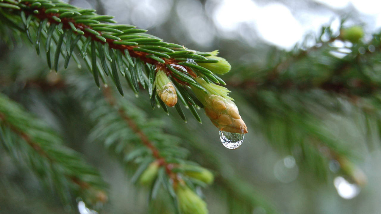 Обои дерево, растение, ель, вечнозеленое растение, завод в разрешении 1280x720