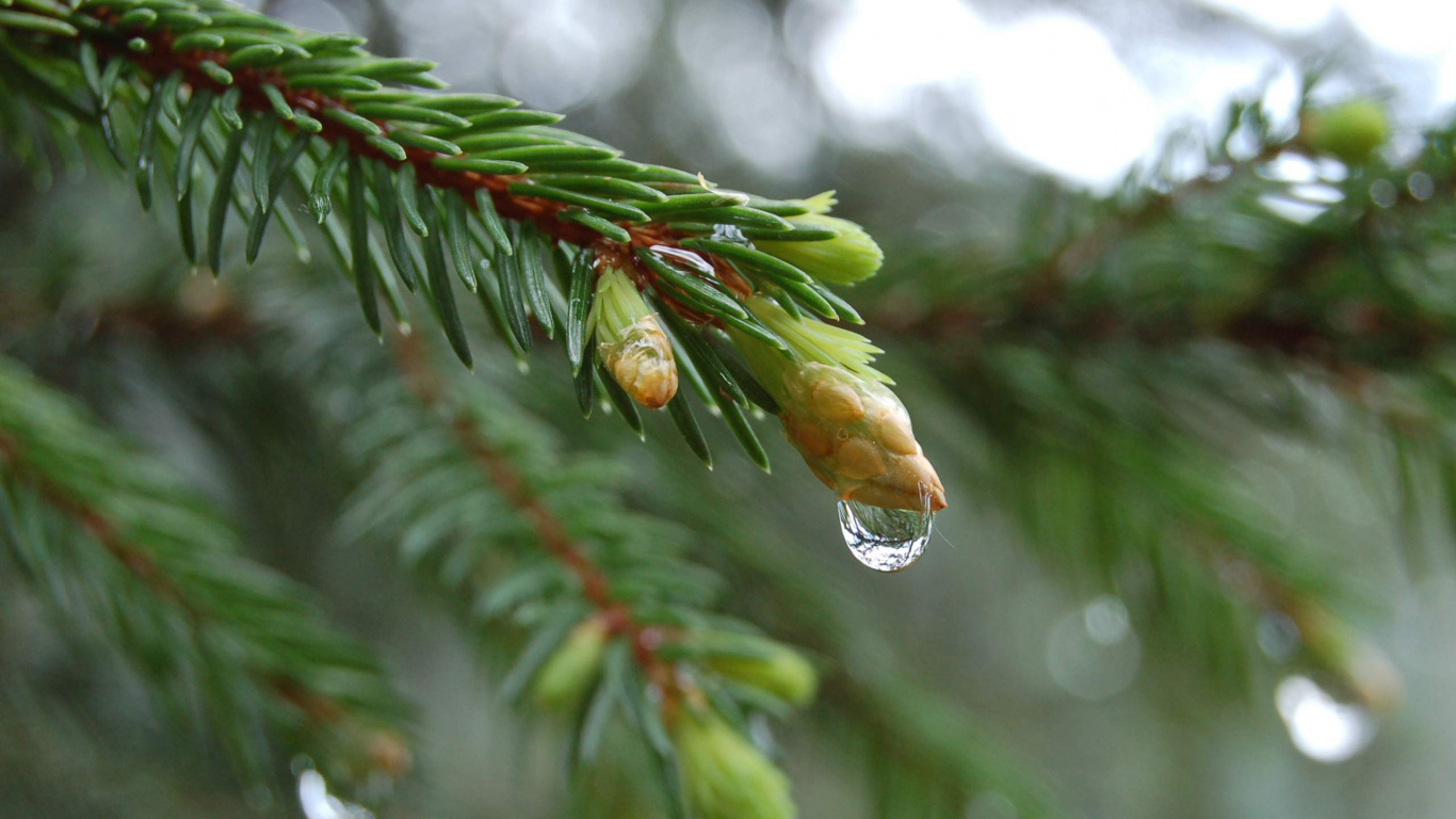 Обои дерево, растение, ель, вечнозеленое растение, завод в разрешении 1366x768