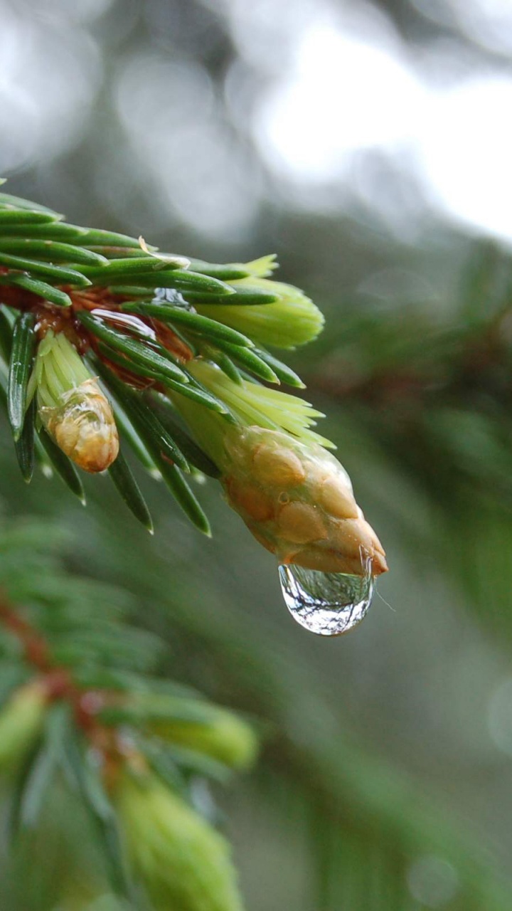 Обои дерево, растение, ель, вечнозеленое растение, завод в разрешении 720x1280