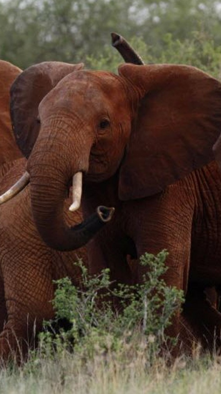 Обои Слон, трофейная охота, бивень, слоны и мамонты, наземные животные в разрешении 720x1280