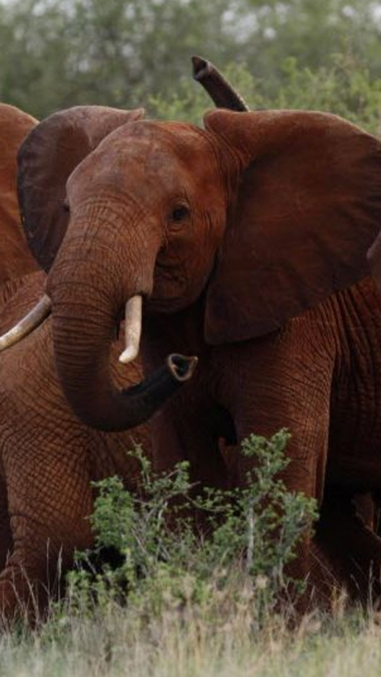 Обои Слон, трофейная охота, бивень, слоны и мамонты, наземные животные в разрешении 750x1334