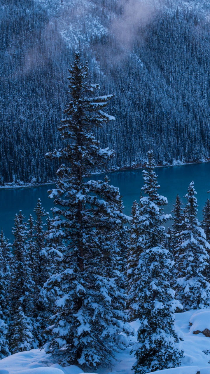 Обои озеро пейто, банфф, природа, снег, зима в разрешении 720x1280