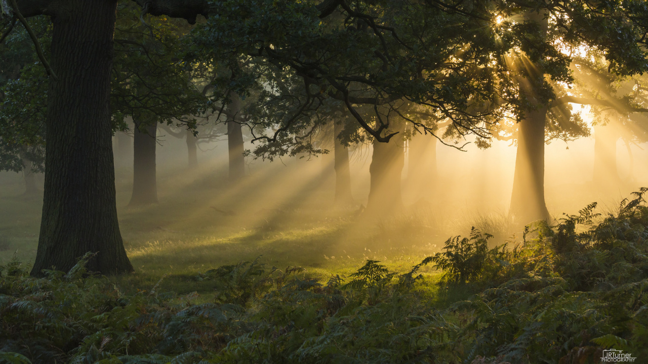 Обои природа, дерево, солнечный свет, лесистая местность, утро в разрешении 1280x720