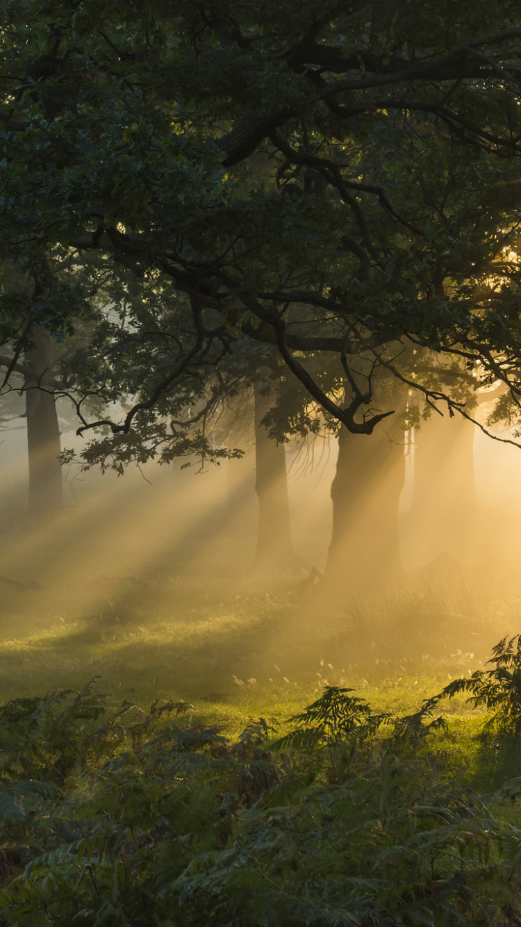 Обои природа, дерево, солнечный свет, лесистая местность, утро в разрешении 750x1334