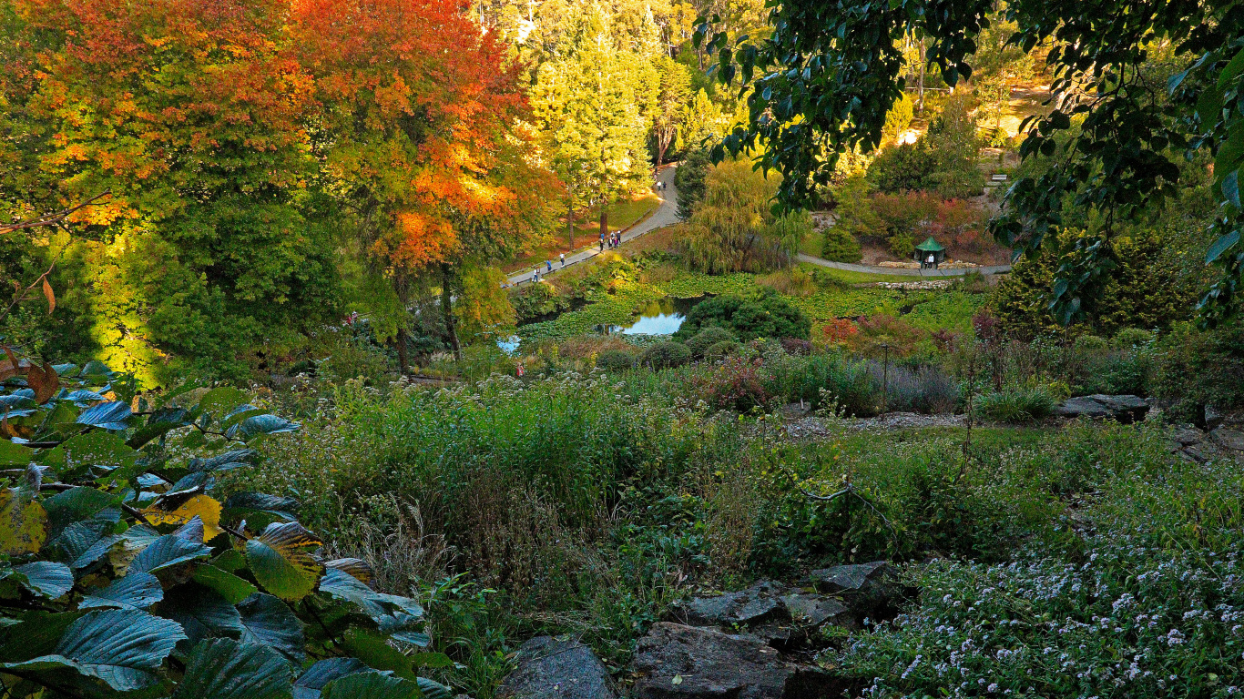 Обои лист, Ботанический сад, природа, природный заповедник, растительность в разрешении 1366x768