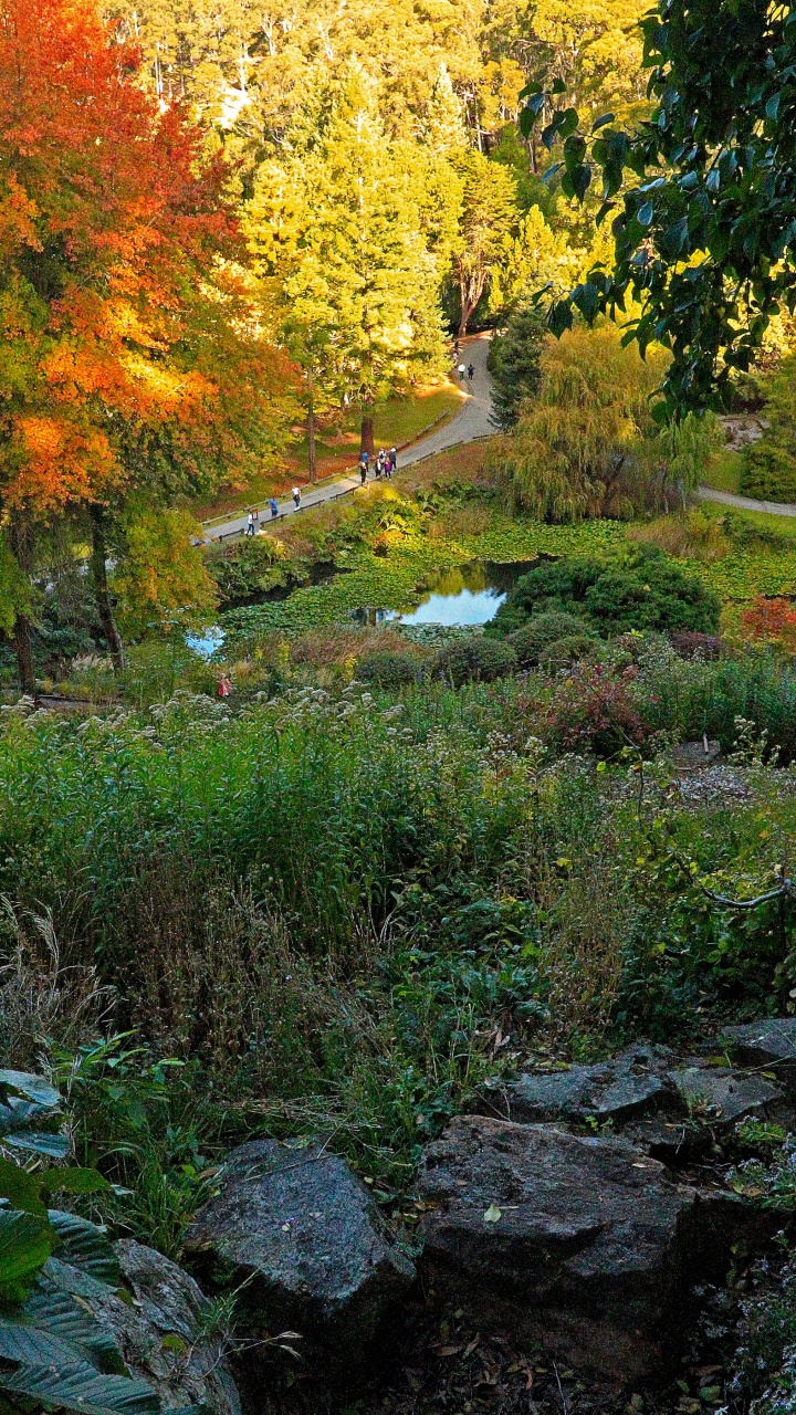 Обои лист, Ботанический сад, природа, природный заповедник, растительность в разрешении 720x1280