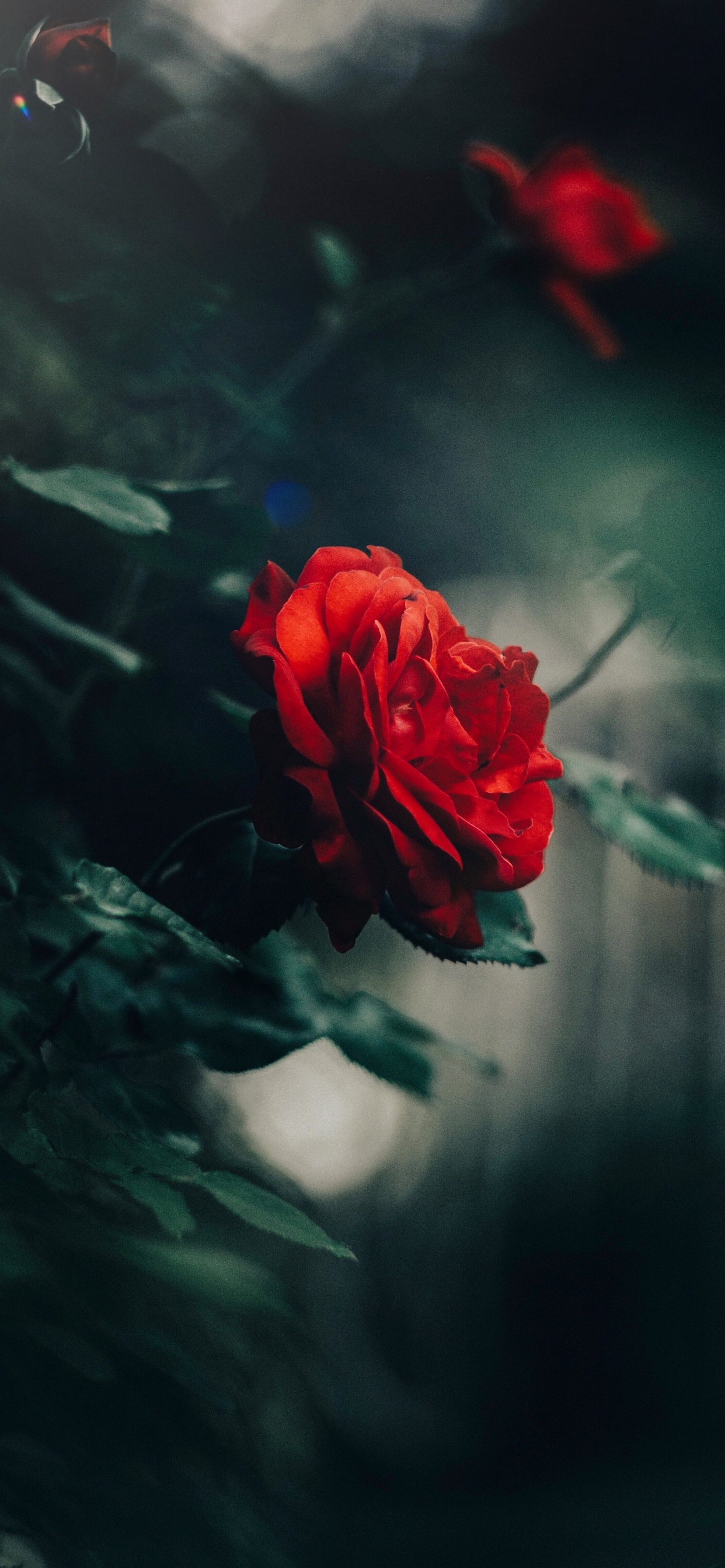 Обои Флора, сад роз, Роза, стебель растения, семья Роуз в разрешении 1242x2688