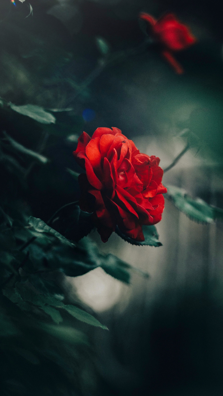 Обои Флора, сад роз, Роза, стебель растения, семья Роуз в разрешении 750x1334