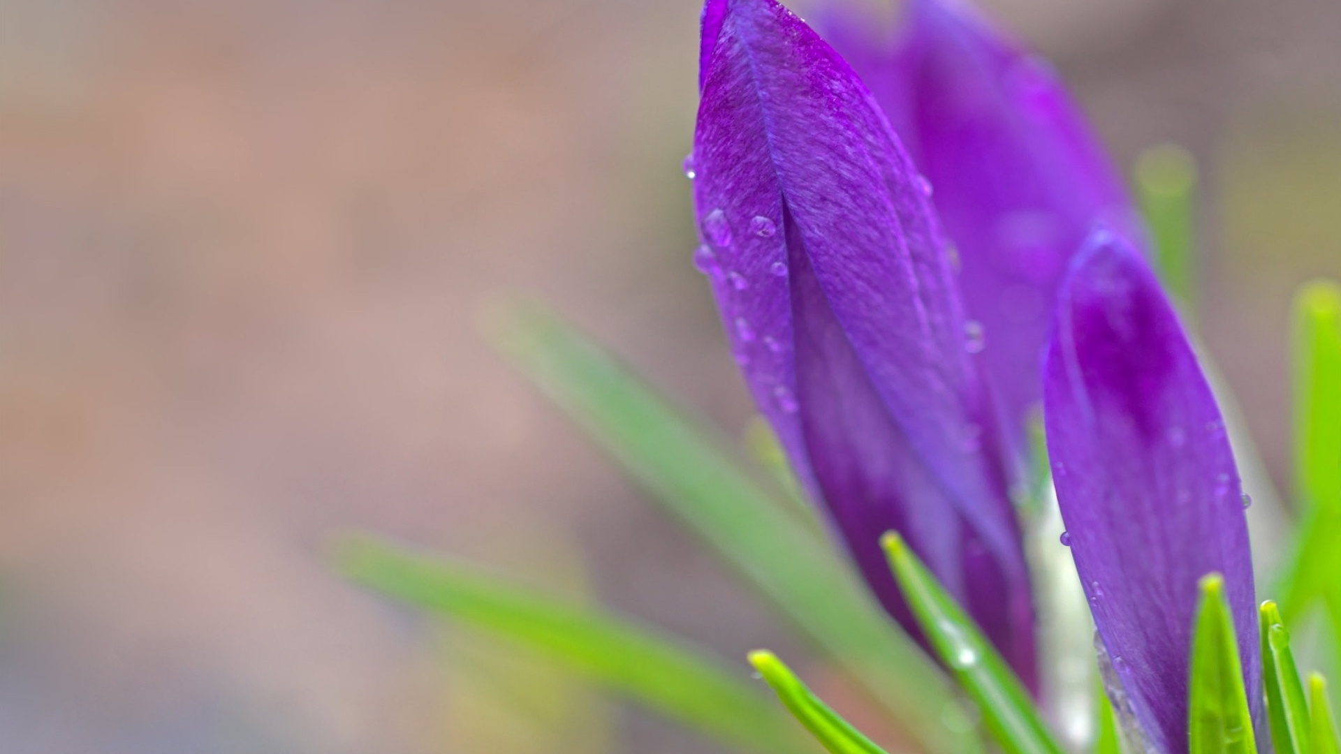 Обои подснежник, лепесток, растение, пурпур, Крокус в разрешении 1920x1080