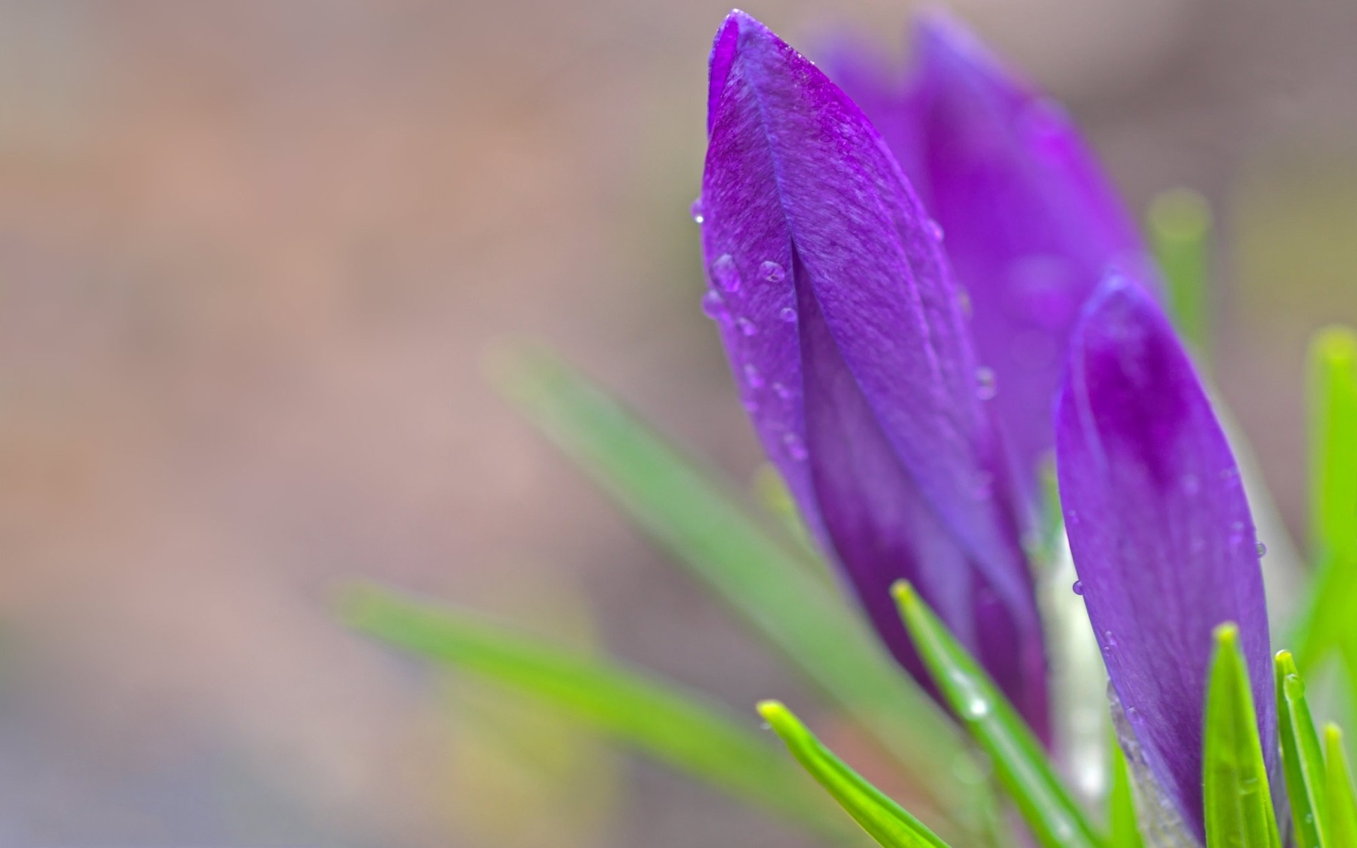 Подснежники сиреневые. Весенние цветы первоцветы Крокус. Первоцветы (подснежники, крокусы, гиацинты).. Весенние первоцветы фиолетовые. Крокус фиолетовый первоцвет.