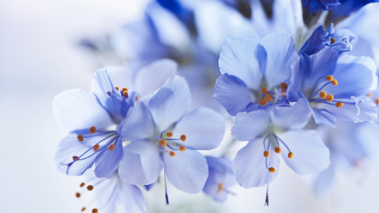 Обои цветовая схема, цветок, цвет, синий, белые в разрешении 1280x720