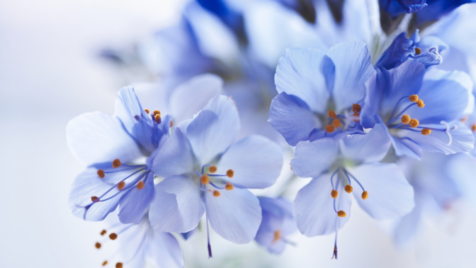 Обои цветовая схема, цветок, цвет, синий, белые в разрешении 1920x1080