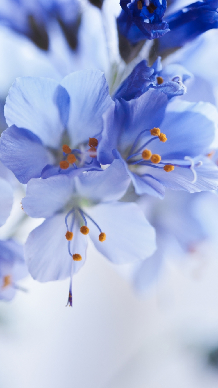 Обои цветовая схема, цветок, цвет, синий, белые в разрешении 750x1334