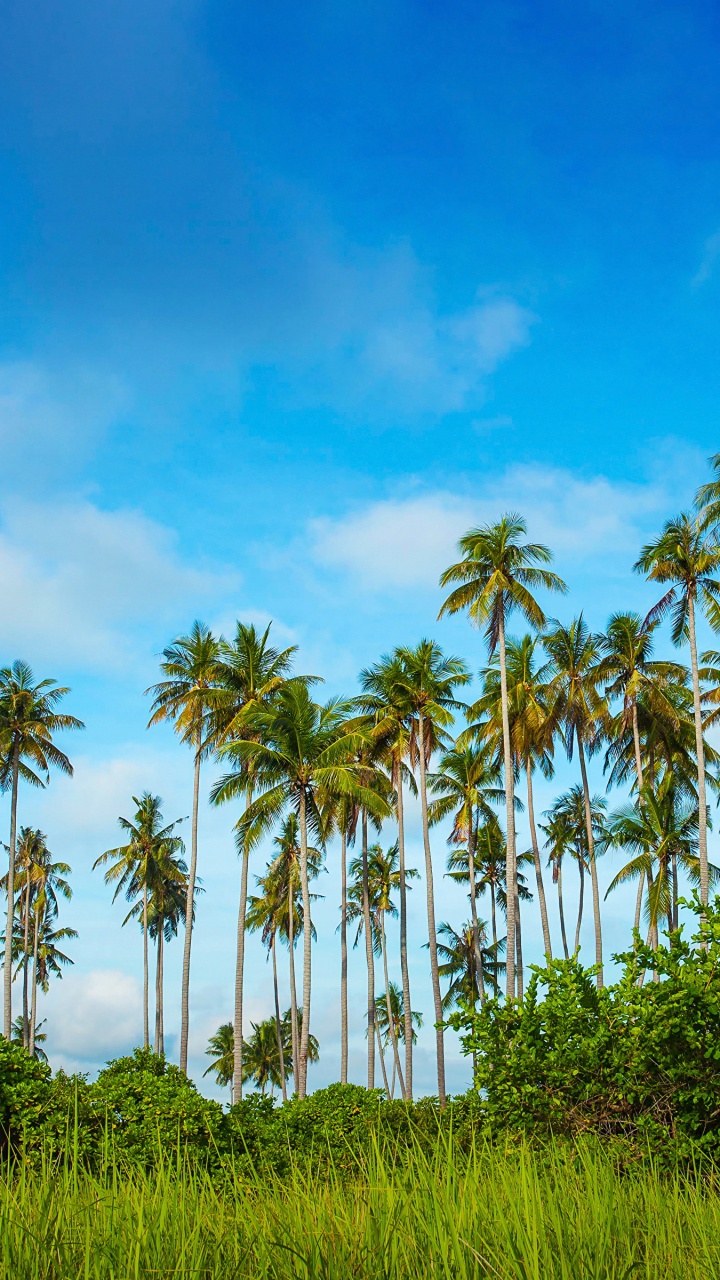Обои Остров Boheydulang, дерево, растительность, Пальма, Пальмоцветные в разрешении 720x1280