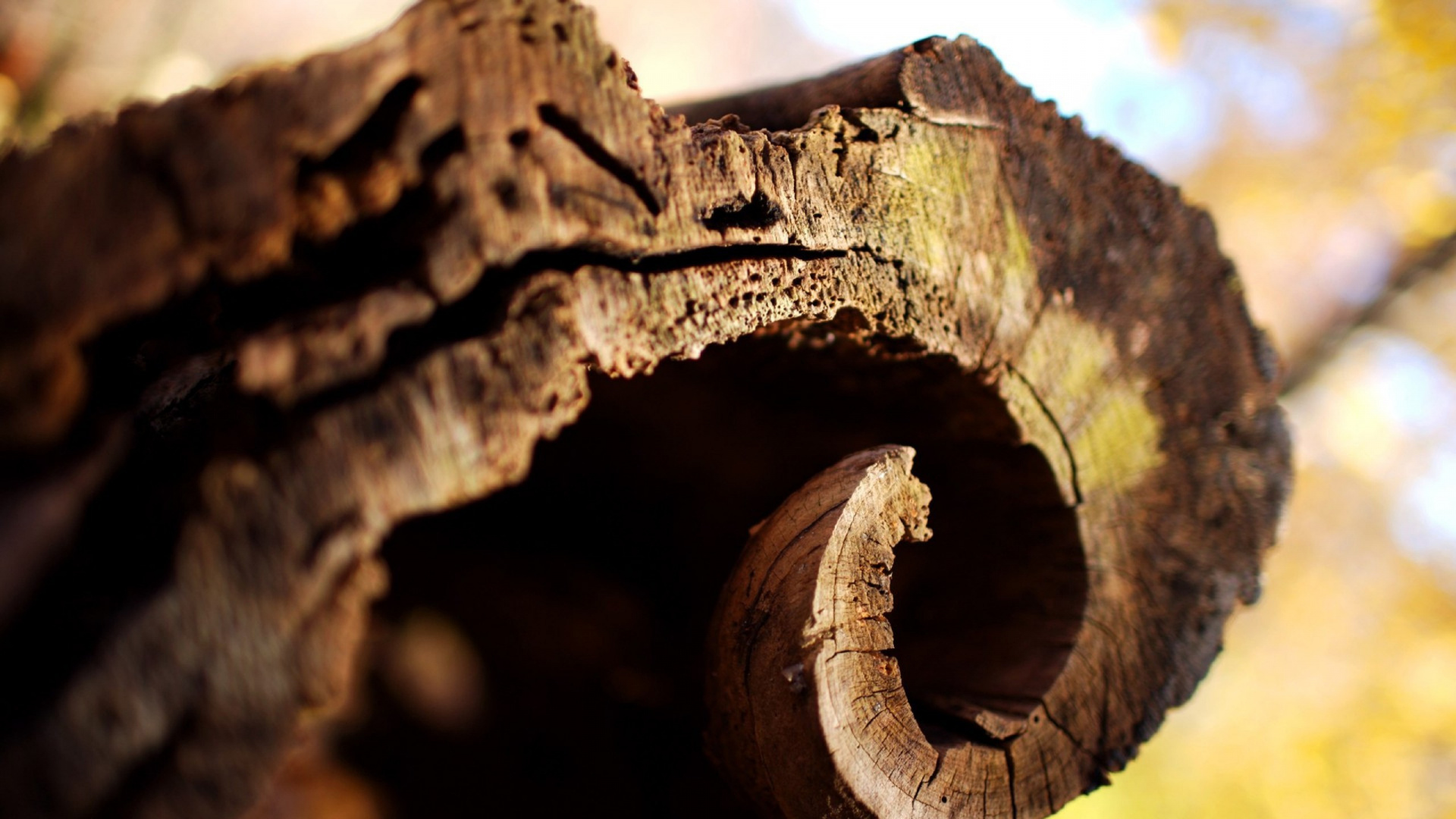 Обои Кора, древесина, дерево, крупный план, ствол в разрешении 1920x1080