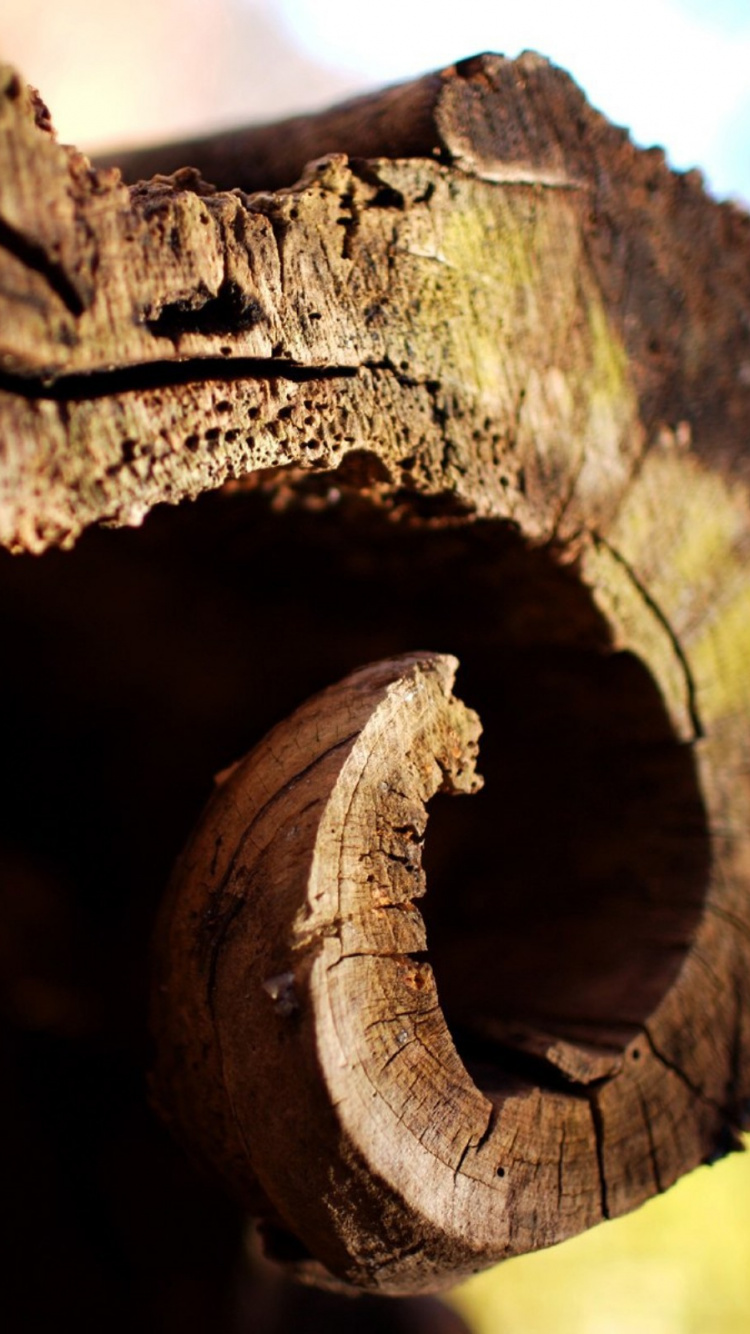 Обои Кора, древесина, дерево, крупный план, ствол в разрешении 750x1334