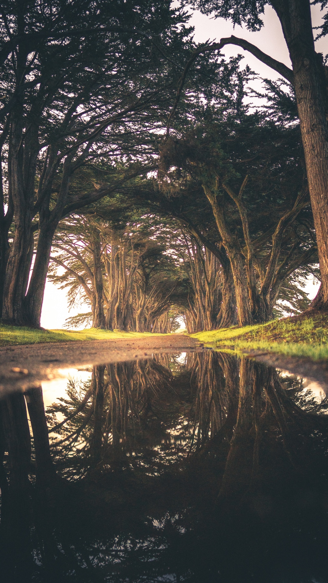 Обои дерево, вода, природа, отражение, окружающая среда в разрешении 1080x1920