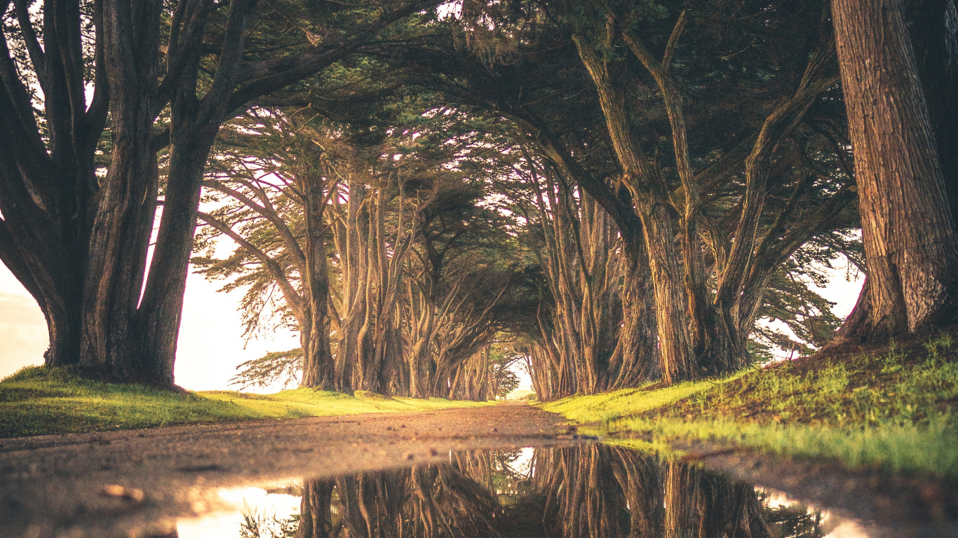 Обои дерево, вода, природа, отражение, окружающая среда в разрешении 1366x768