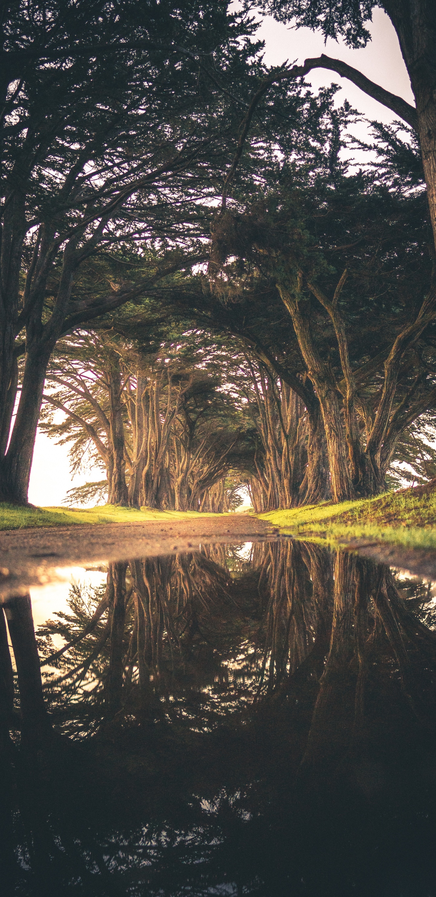 Обои дерево, вода, природа, отражение, окружающая среда в разрешении 1440x2960