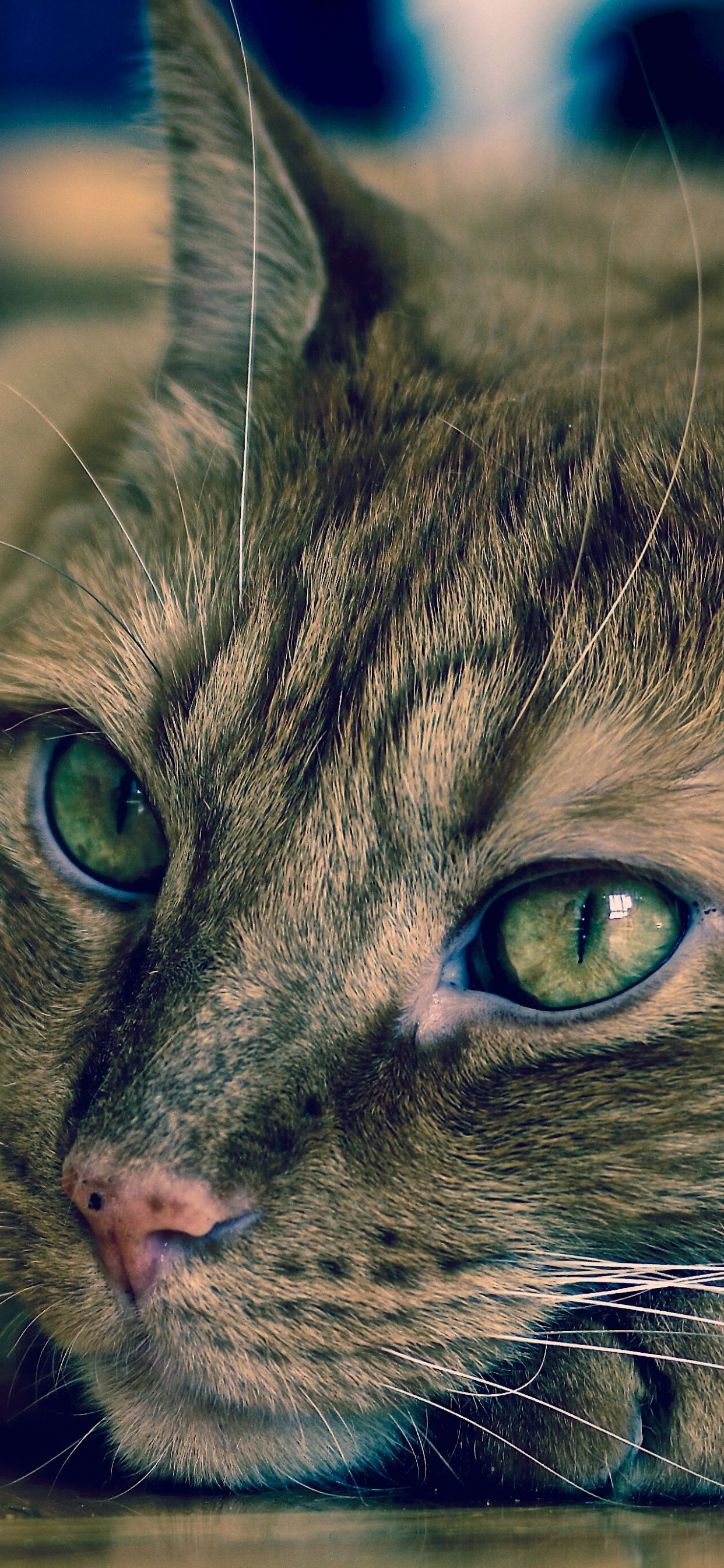 Обои кот, эгейская кошка, полосатый кот, европейская короткошерстная, бакенбарды в разрешении 1242x2688