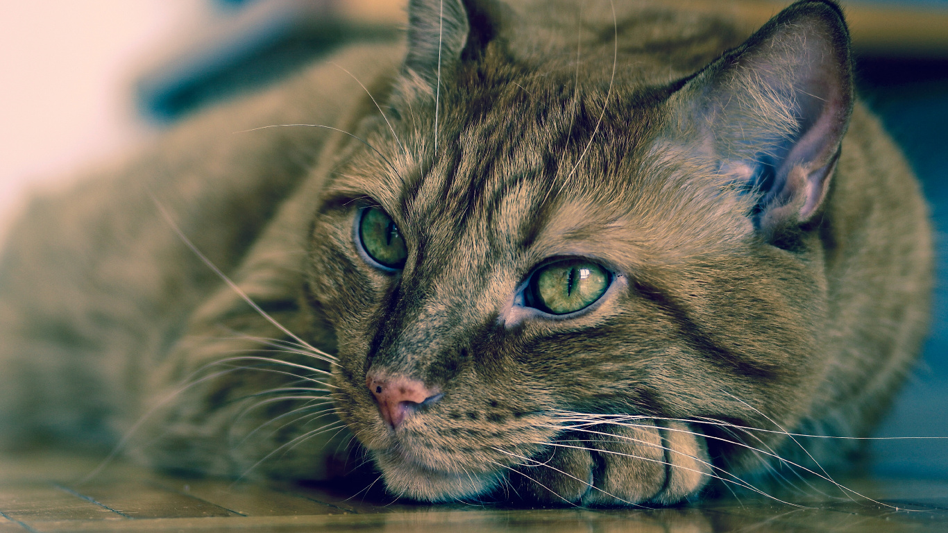 Обои кот, эгейская кошка, полосатый кот, европейская короткошерстная, бакенбарды в разрешении 1366x768