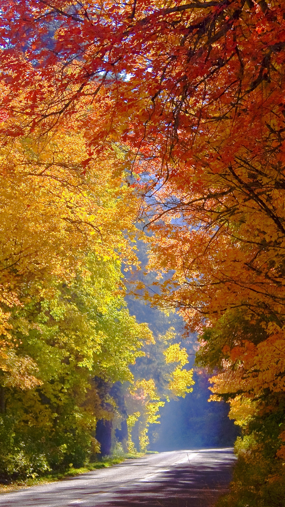 Обои осень, природа, дерево, лист, листопадные в разрешении 1080x1920