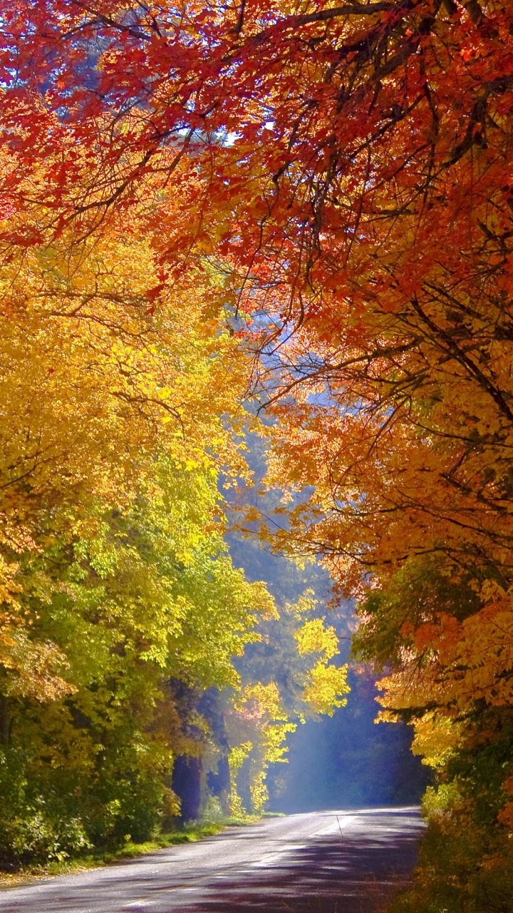 Обои осень, природа, дерево, лист, листопадные в разрешении 720x1280