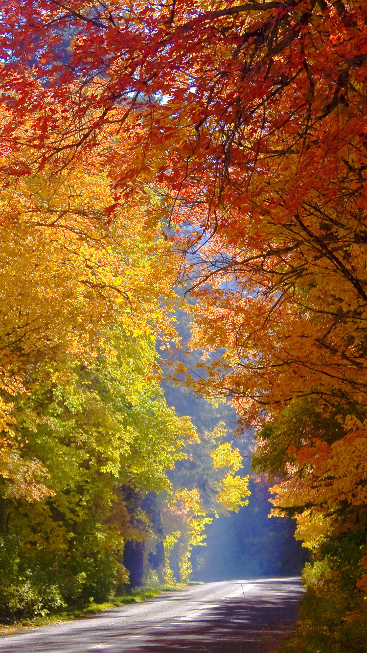 Обои осень, природа, дерево, лист, листопадные в разрешении 750x1334