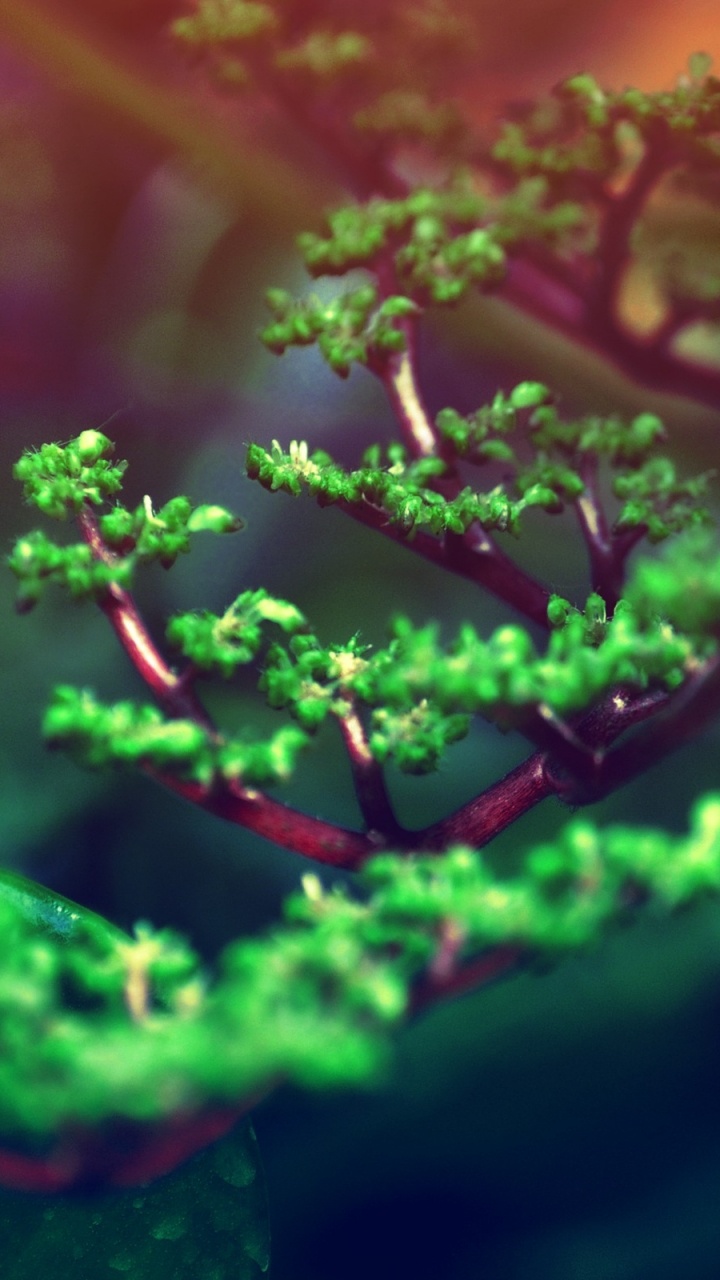 Обои зеленый, природа, ветвь, растительность, растение в разрешении 720x1280