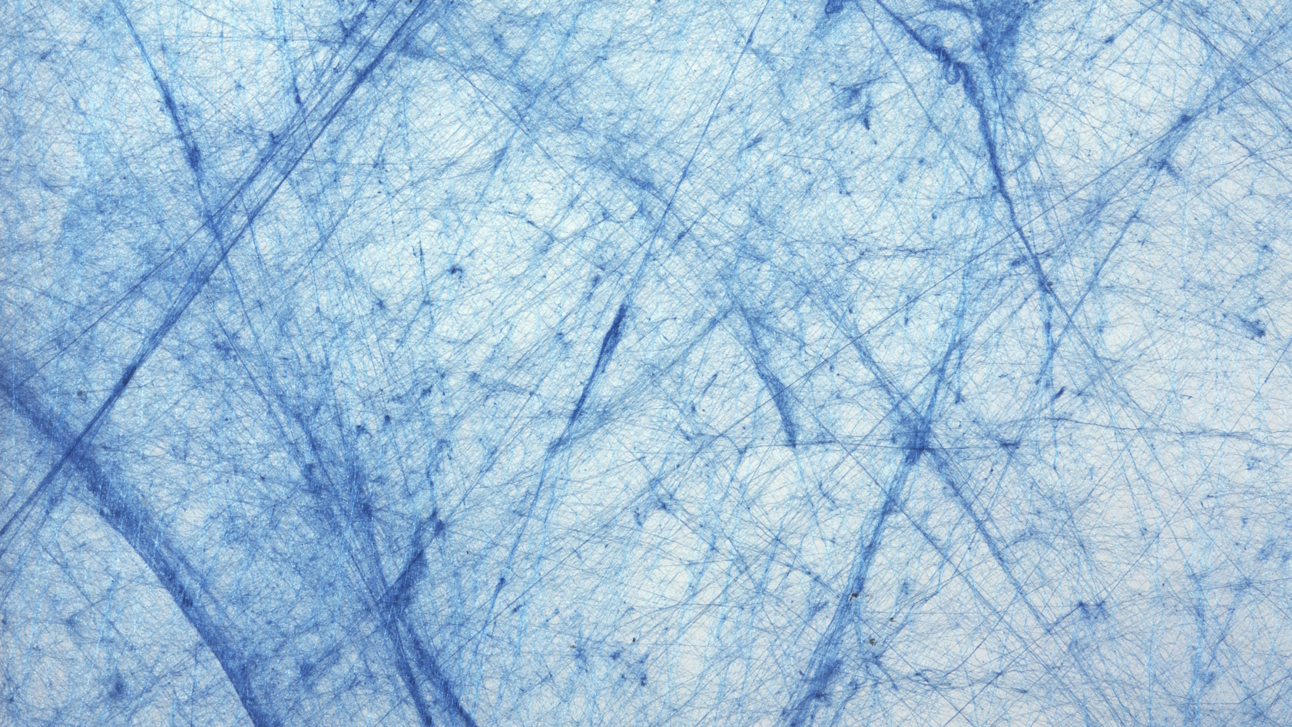 Обои бумага, синий, ветвь, дерево, узор в разрешении 2560x1440