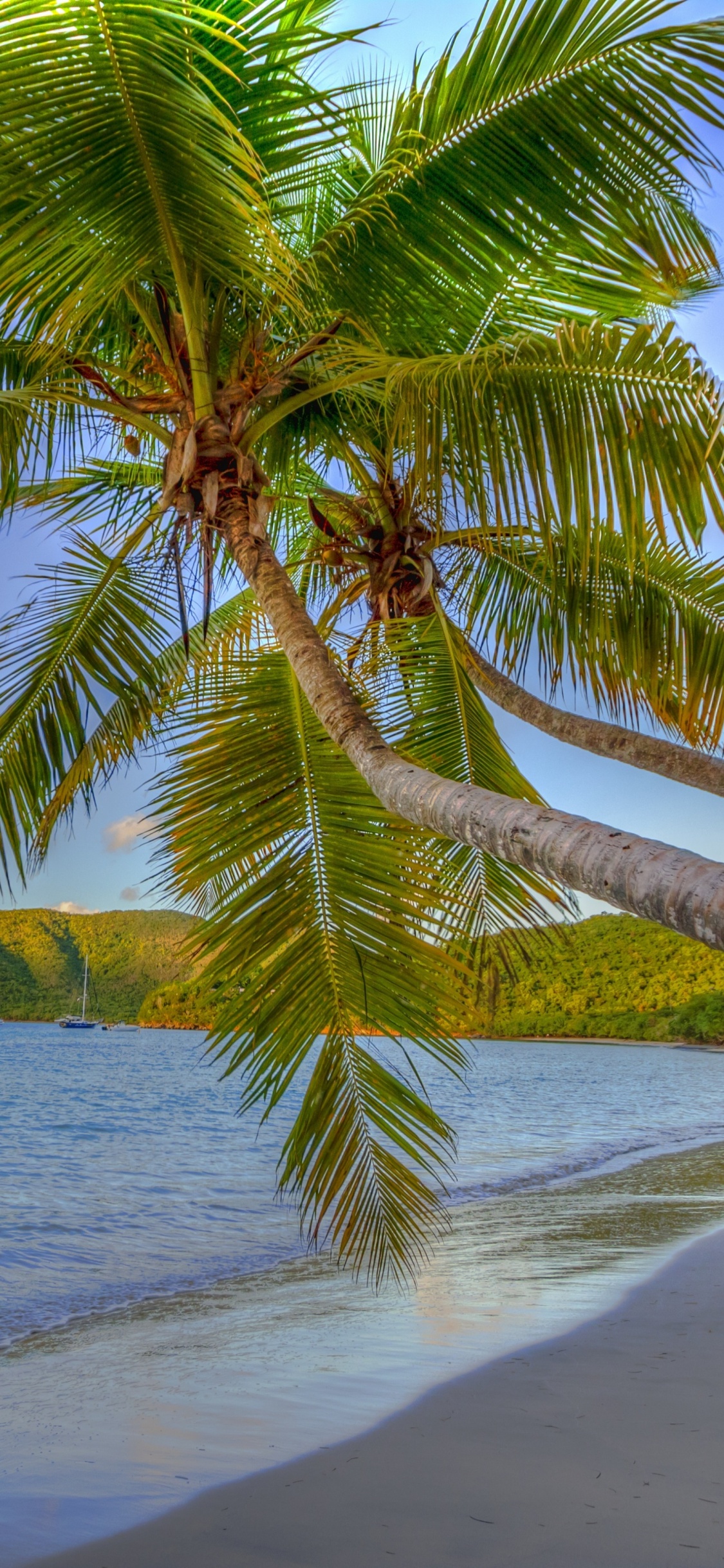 Обои море, побережье, пляж, дерево, тропическая зона в разрешении 1125x2436