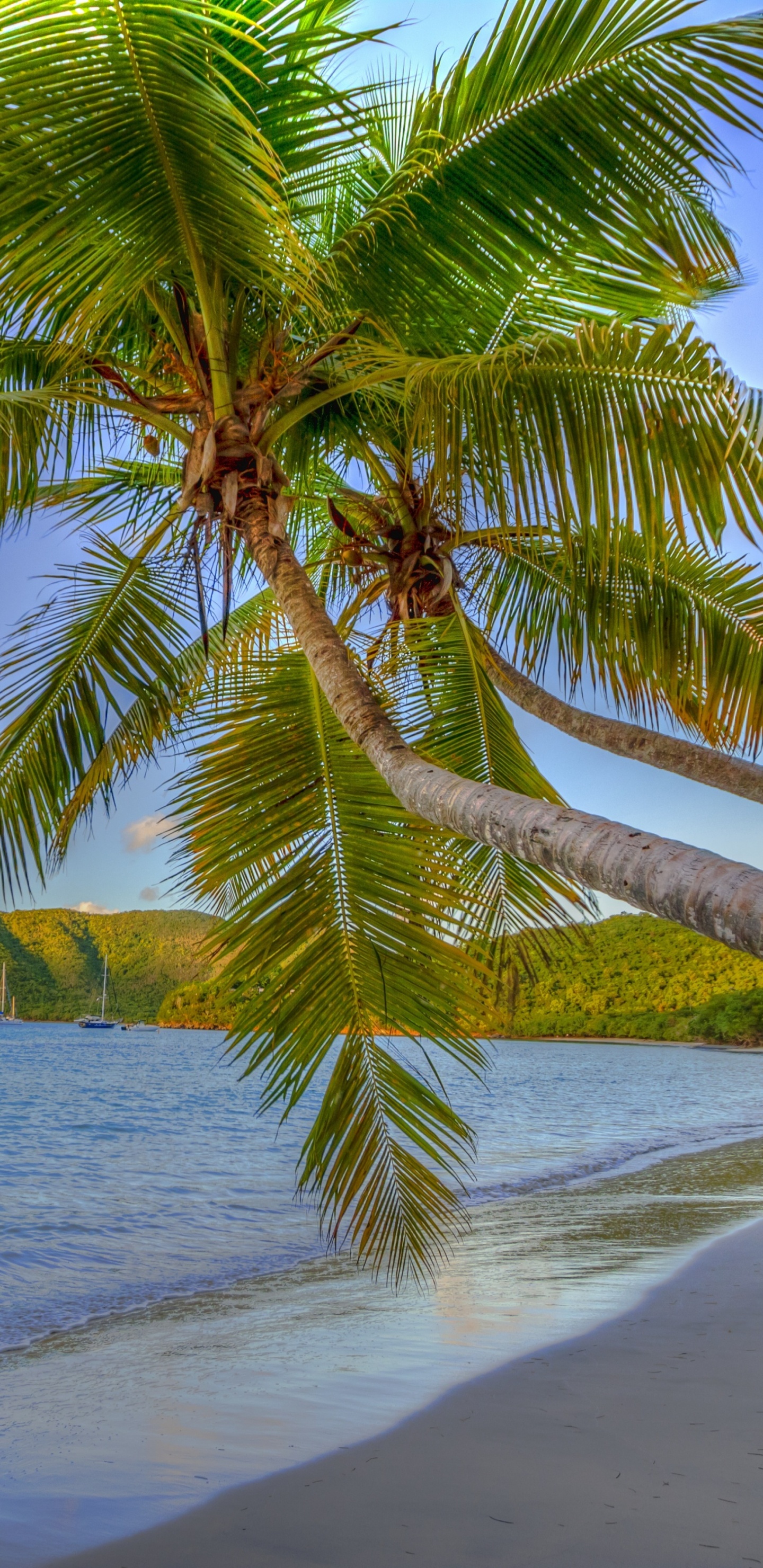 Обои море, побережье, пляж, дерево, тропическая зона в разрешении 1440x2960