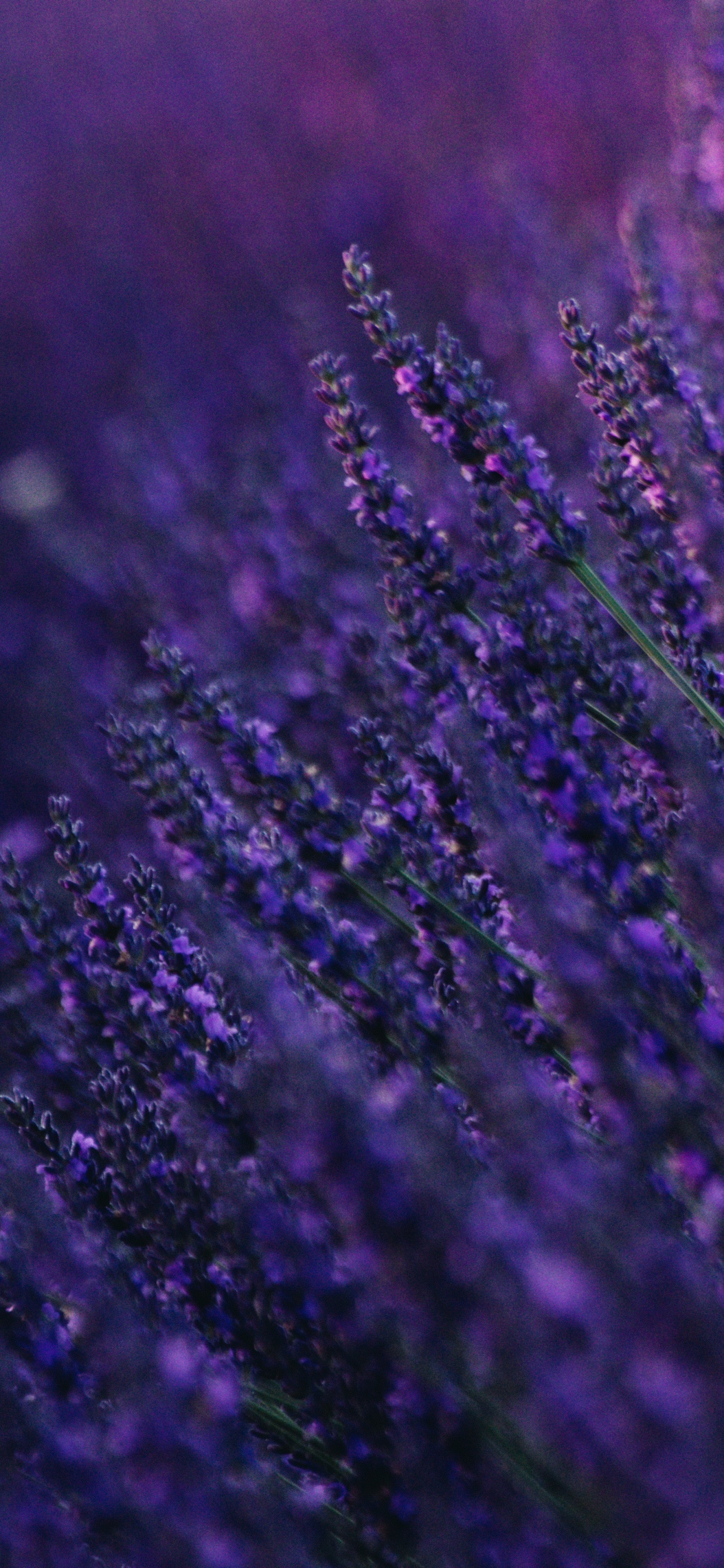 Обои лаванда, Фиолетовый, пурпур, синий, вода в разрешении 1242x2688